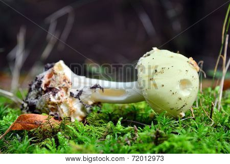 Amanita Citrina