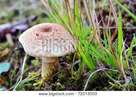 Amanita Rubescens
