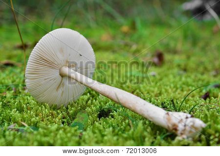 Amanita Vaginata