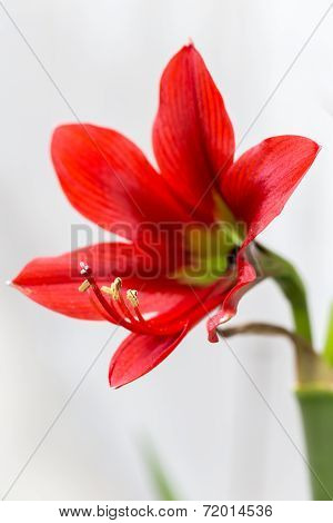 Red Flower On White Background
