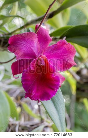 Purple Orchid