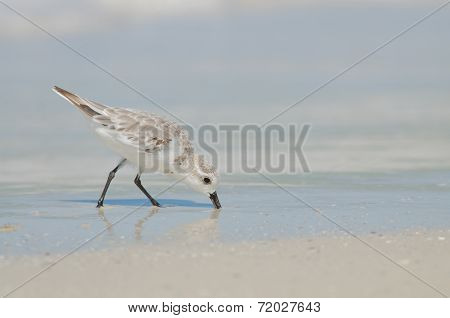 Sanderling With Beak In Sand