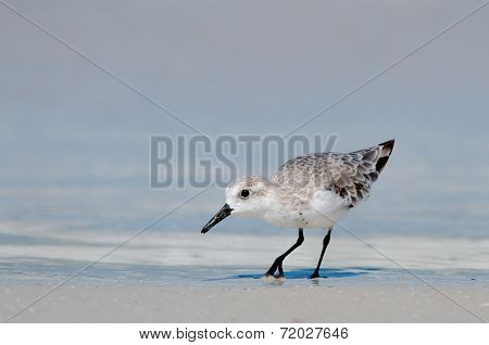 Sanderling On Beach Shore