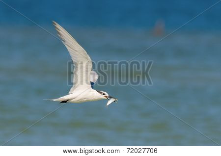 Sandwich Tern Feeding