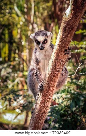 Ring-tailed lemur