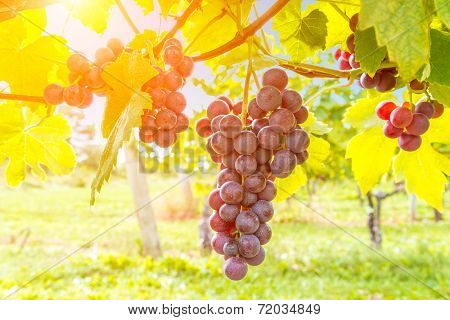 Closeup On Grape Bunch Growing In A Sunny Garden