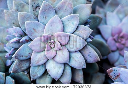 Cactus In Queen Sirikit Botanic Garden,chiangmai Thailand