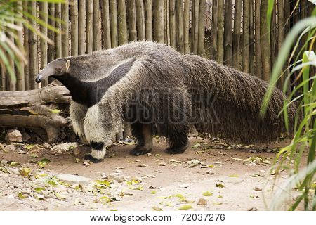 Giant Ant Eater