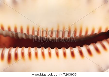 Cockleshell