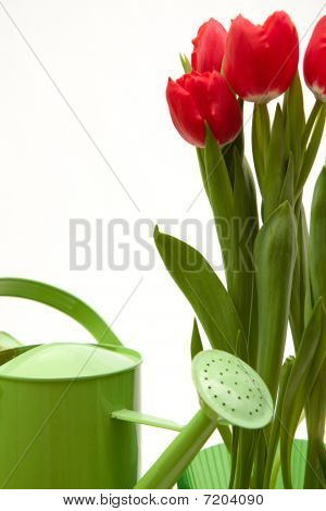 Červený Tulipán