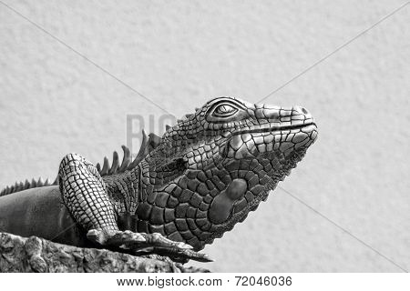 Metal Lizard Of Gray Color