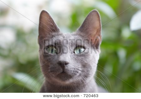 แมวอียิปต์