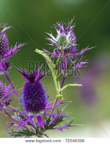 Praying Mantis On Purple Wildflower