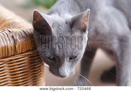 แมวอียิปต์