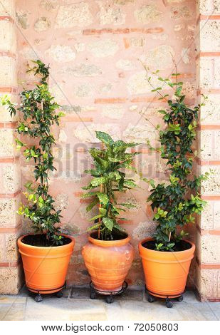 Flowerpots with green palnts and ancient wall