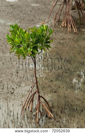 Mangrove Tree Roots On Beach