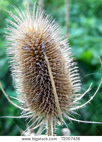 thistle