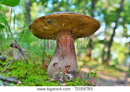 Boletus Aereus