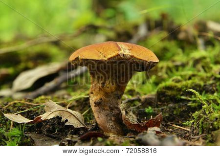 Boletus Submentosus
