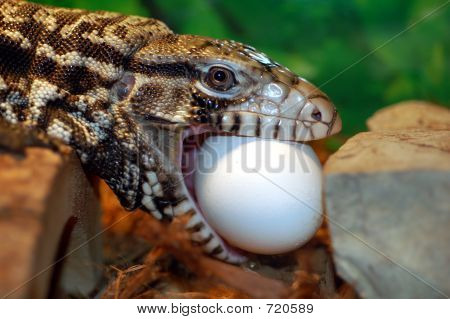 Agentine Tegu