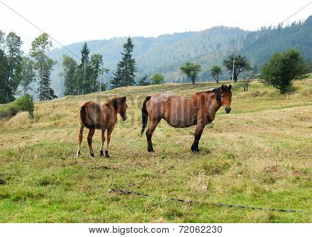 Horses