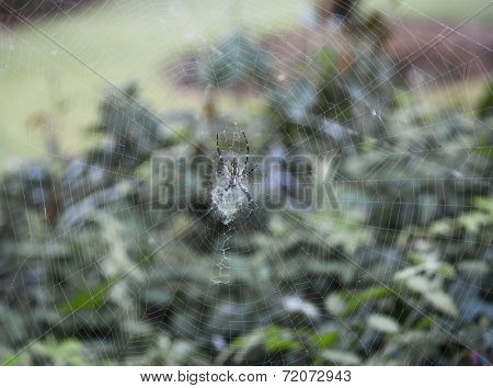 Black and Yellow Argiope (Argiope aurantia) spider and web, outer banks, north carolina