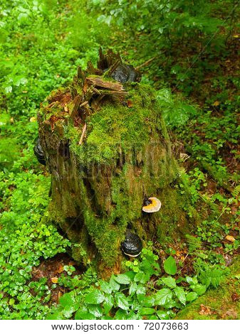 Green tree stump with mushrooms