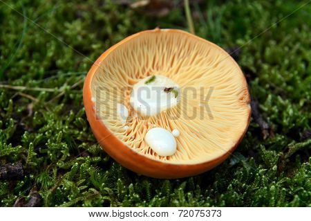 Lactarius Volemus