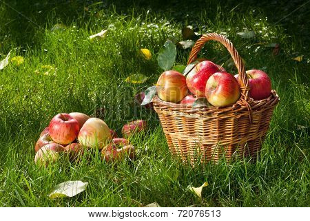 Apples