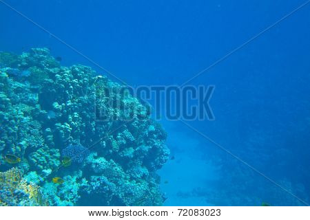 coral reef