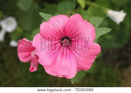 Beautiful pink flower with beauty background in a dacha garden