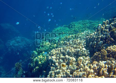 coral reef