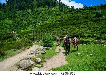 Horses carrying goods