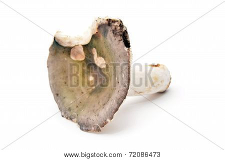 Russula Cyanoxantha
