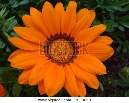 Blomst