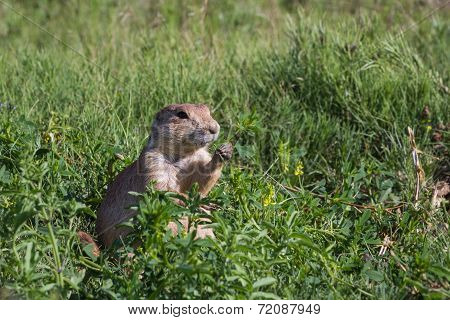 Black Tailed Prairie Dog