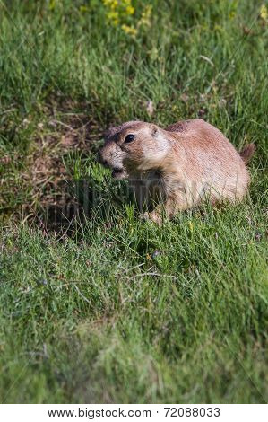 Black Tailed Prairie Dog