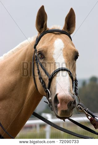 Portrait Of Akhal-teke Horse.