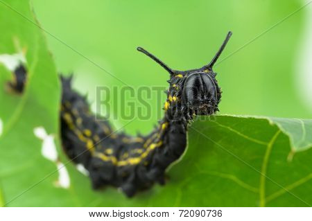 Striped Oakworm Eating Oak Leaf