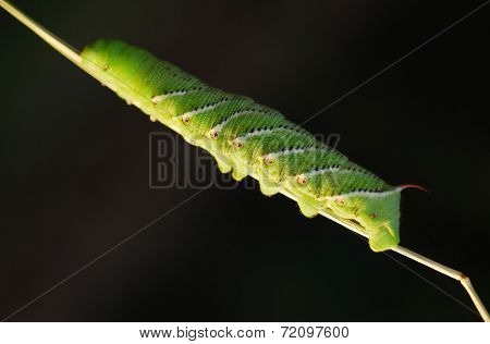 Tomato Horn Caterpillar.