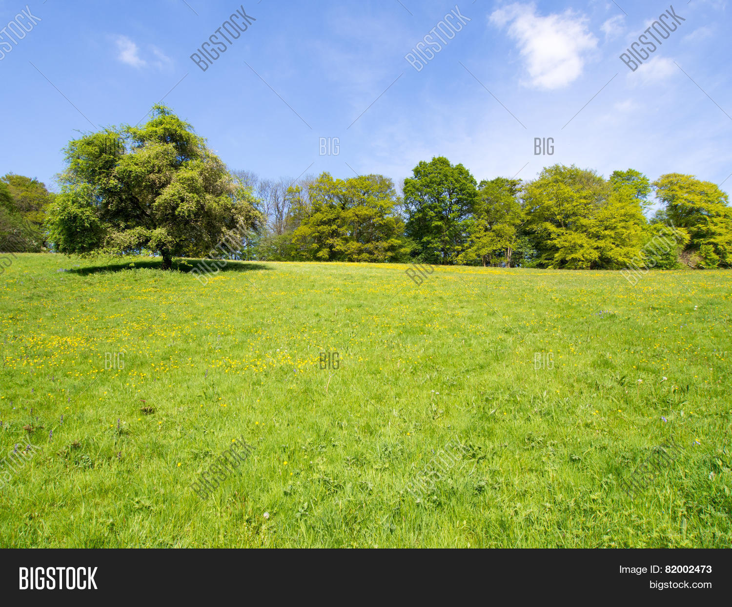 Crabapple Tree Image Photo Free Trial Bigstock crabapple-tree-image-photo-free-trial-bigstock