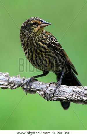 สีแดง– winged Blackbird