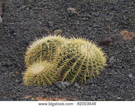The Golden ball or barrel cactus