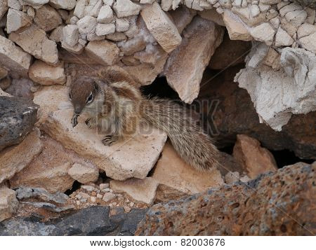 Barbary ground squirrel on Fuerteventura