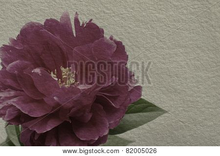 Textured Old Paper Background With Red Peony Flower