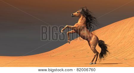 Desert Wild Horse