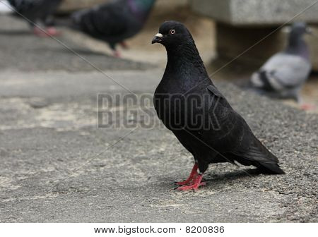 Black Taube auf der Asphalt Strecke