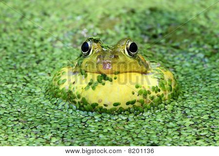 grüne Frosch in einem Teich