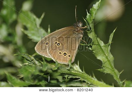 Tirabuzón mariposa - Aphantopus hyperantus