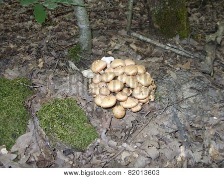 Honey agarics